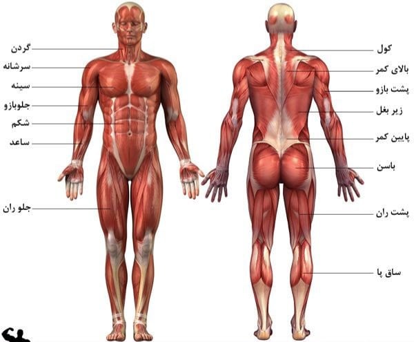 عضلات بدن